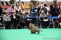 Crufts2011_2 1316